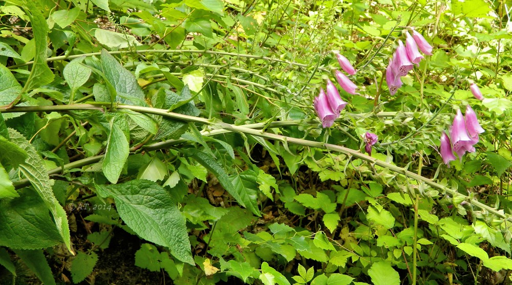 Изображение особи Digitalis purpurea.