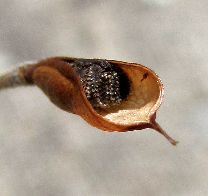 Изображение особи Delphinium paniculatum.