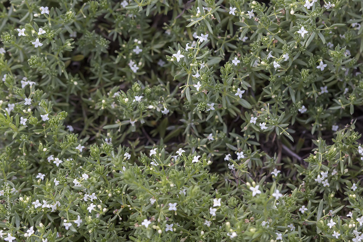 Изображение особи Galium pseudohumifusum.