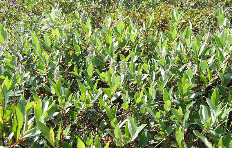 Image of Salix glauca specimen.