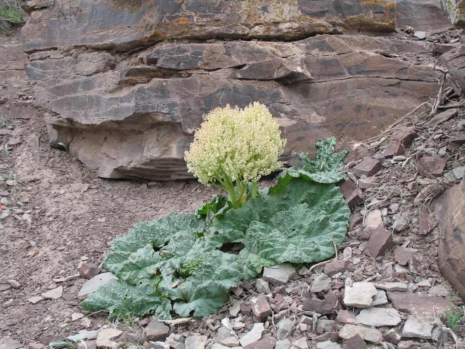 Image of Rheum tataricum specimen.