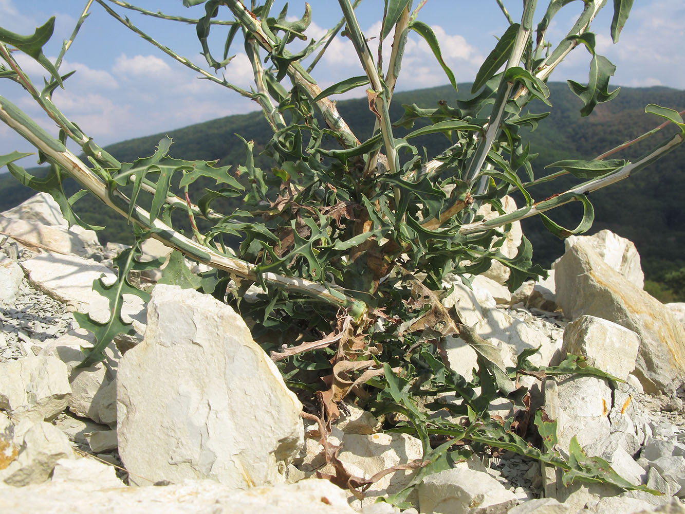 Image of Scariola viminea specimen.