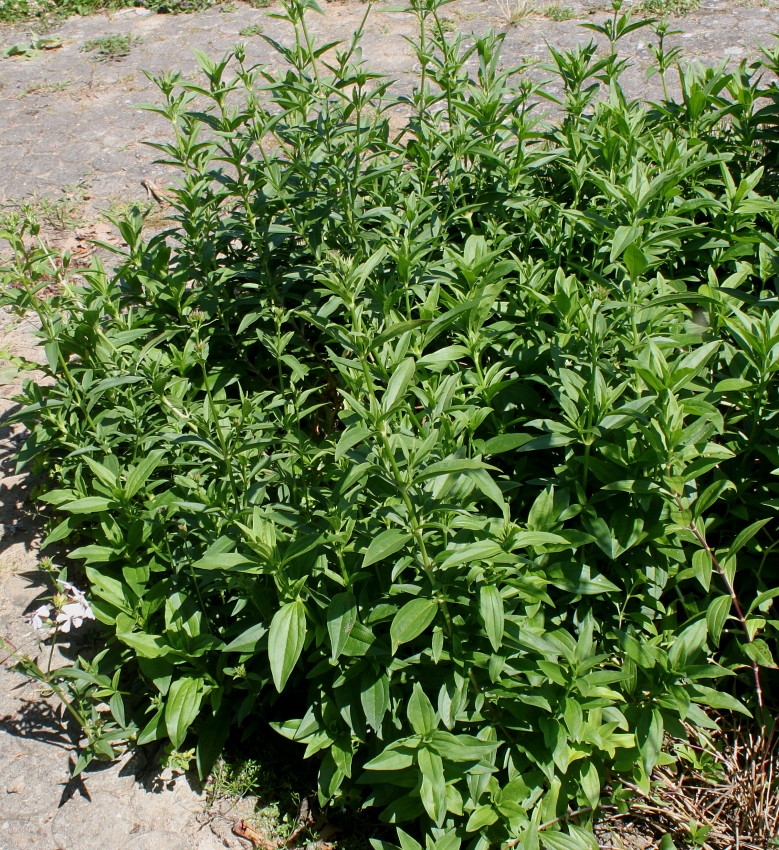 Image of Saponaria officinalis specimen.