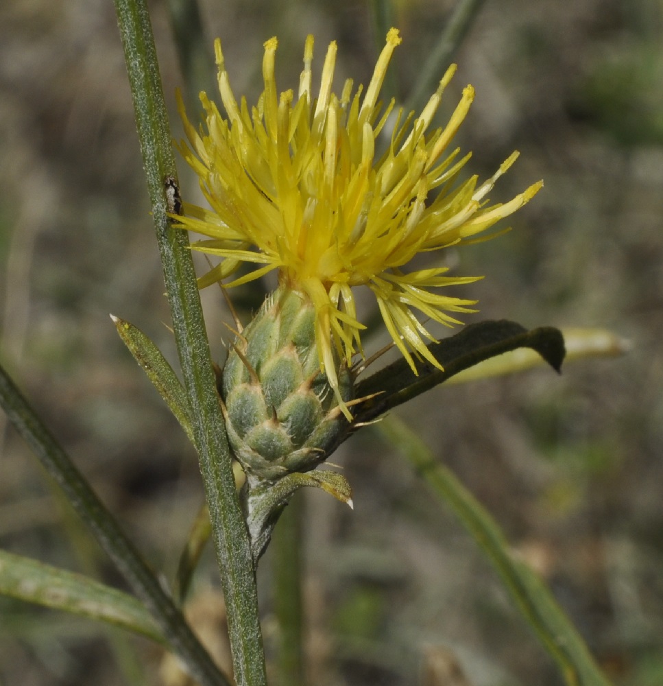 Image of Centaurea salonitana specimen.