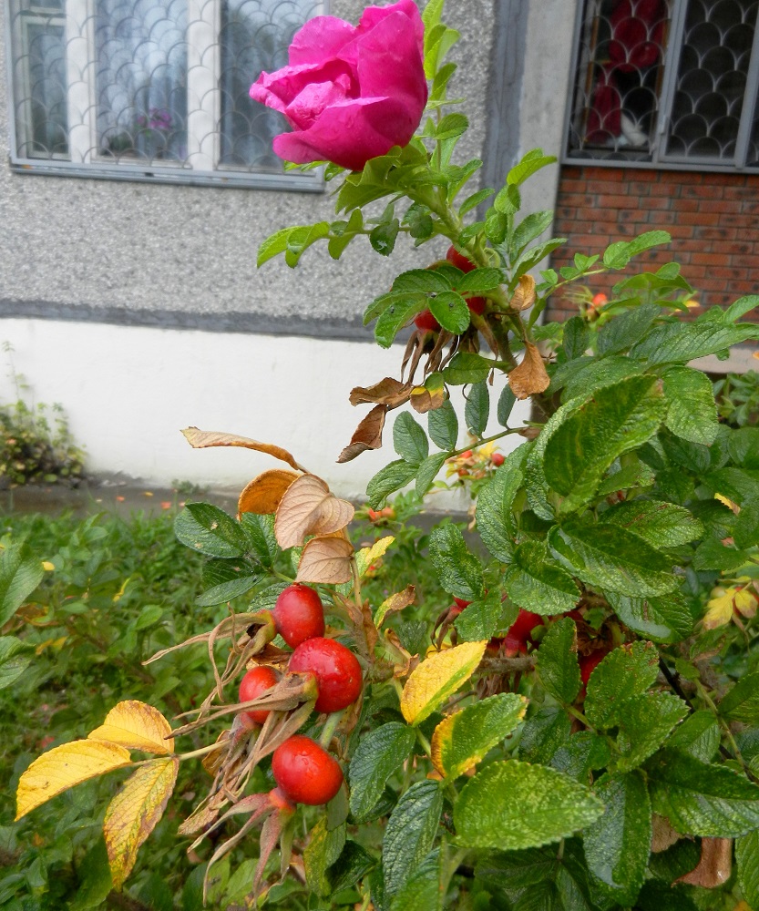 Image of Rosa rugosa specimen.
