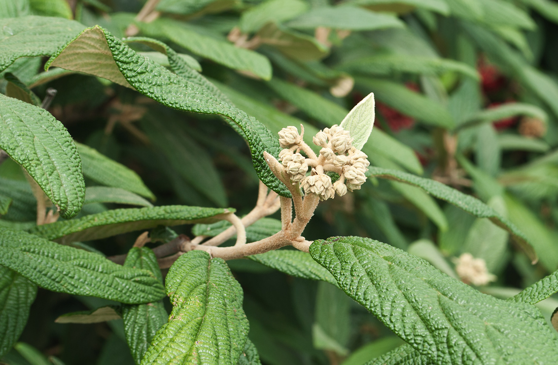 Image of Viburnum rhytidophyllum specimen.