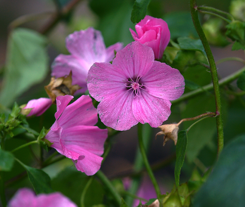 Изображение особи Malva trimestris.