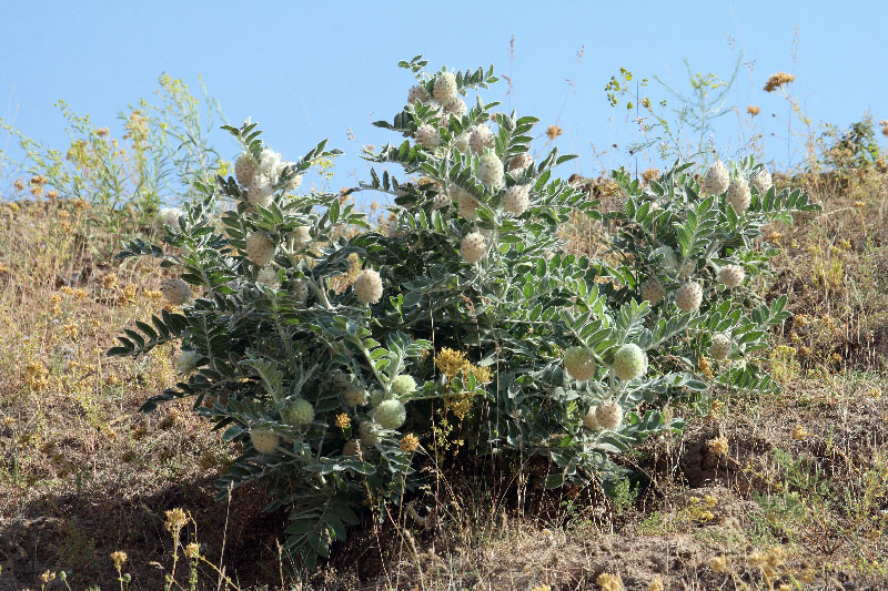 Изображение особи Astragalus eximius.