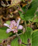 Tricyrtis hirta. Средняя часть побега с цветком и бутонами. Германия, г. Крефельд, Ботанический сад. 06.09.2014.