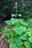 Cicerbita macrophylla