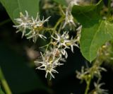 Echinocystis lobata. Соцветие. Московская обл., Раменский р-н, окр. дер. Хрипань, садовый участок. 10.08.2014.