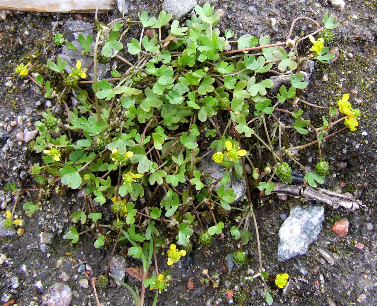 Image of Ranunculus hyperboreus specimen.