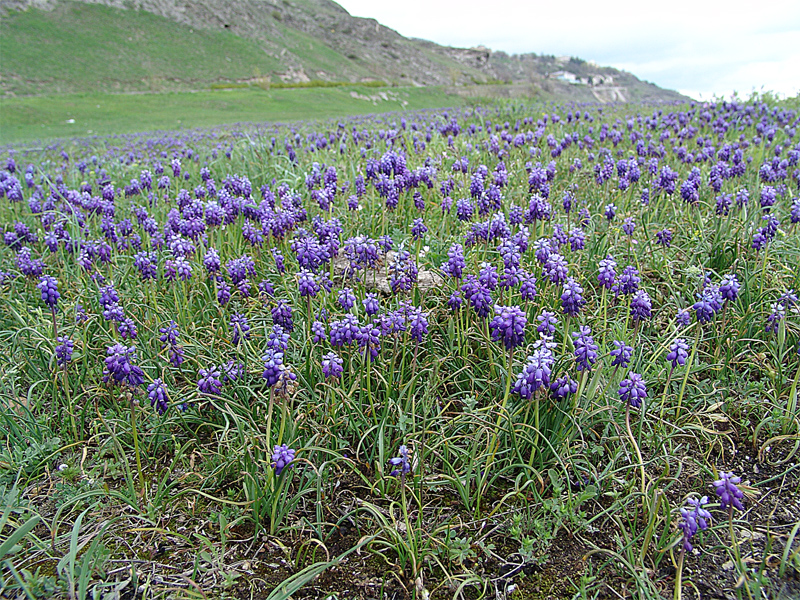 Изображение особи Muscari armeniacum.