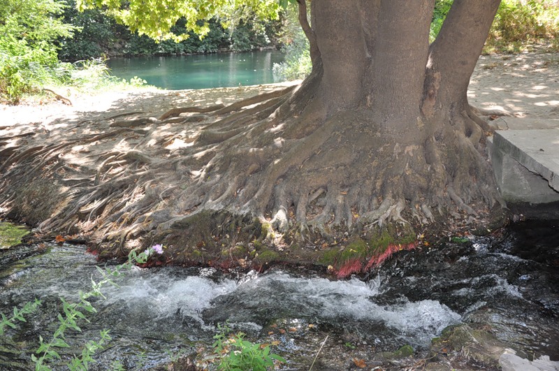 Image of Platanus orientalis specimen.