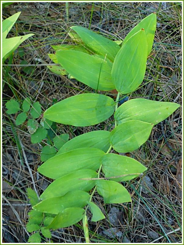 Image of Polygonatum odoratum specimen.