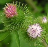 Arctium minus