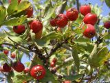 Crataegus monogyna