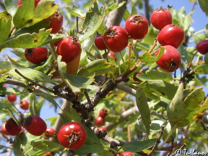 Изображение особи Crataegus monogyna.