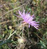 Centaurea diffusa. Верхушка побега с соцветием. Краснодарский край, Кущёвский р-н, станица Шкуринская, многолетняя залежь. 24.09.2009.