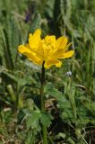 Trollius dschungaricus. Верхушка растения с цветком. Тянь-Шань, хр. Кетмень, 2800 м н.у.м. 07.06.2008.
