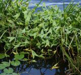 Sagittaria sagittifolia