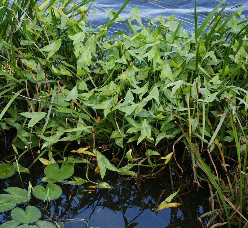 Изображение особи Sagittaria sagittifolia.