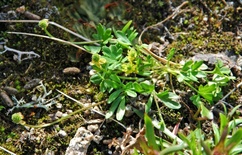 Изображение особи Ranunculus pygmaeus.