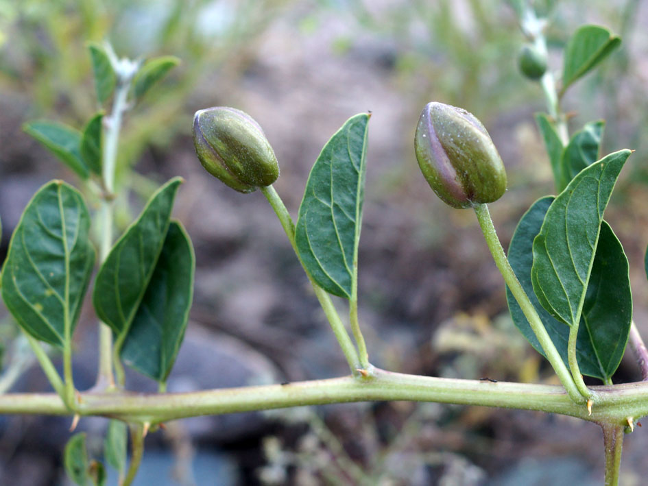 Image of Capparis herbacea specimen.