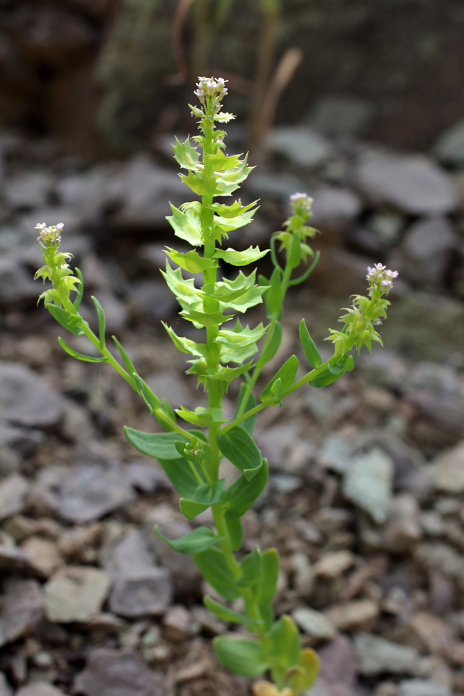 Изображение особи Aethionema carneum.