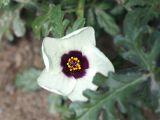 Hibiscus trionum. Цветок. Кыргызстан, г. Бишкек, газон по ул. Боконбаева. 06.09.2015.