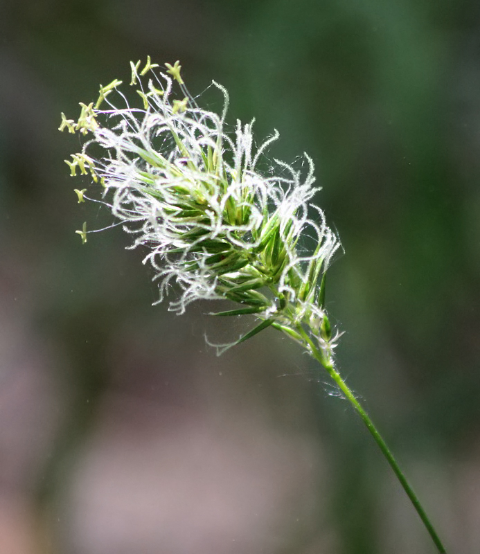 Image of Anthoxanthum odoratum specimen.