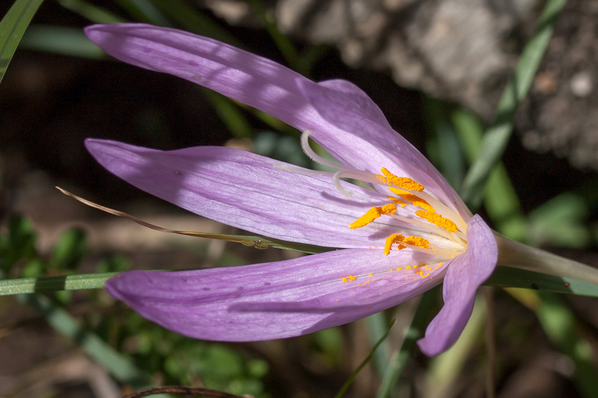 Изображение особи Colchicum autumnale.