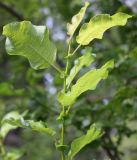 Salix pyrolifolia