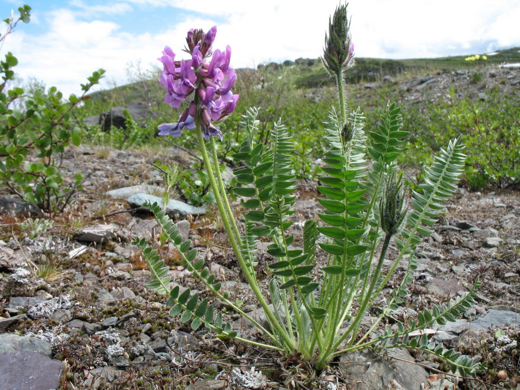 Изображение особи Oxytropis ambigua.