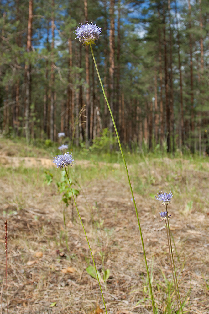 Image of Jasione montana specimen.