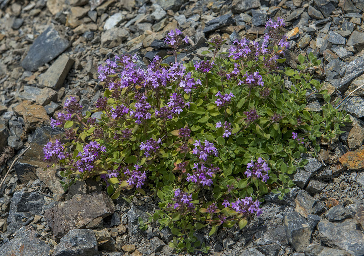 Изображение особи Thymus japonicus.