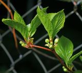 Schisandra chinensis