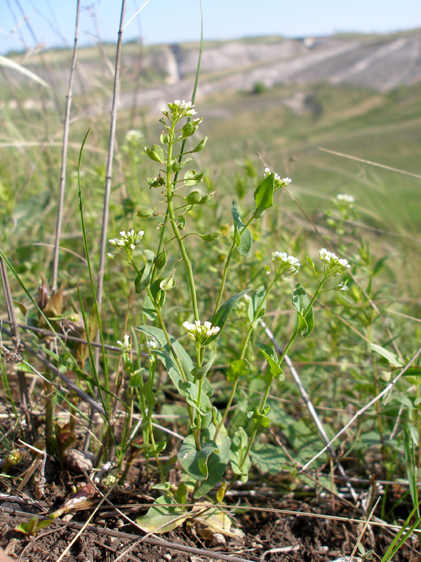 Image of Microthlaspi perfoliatum specimen.