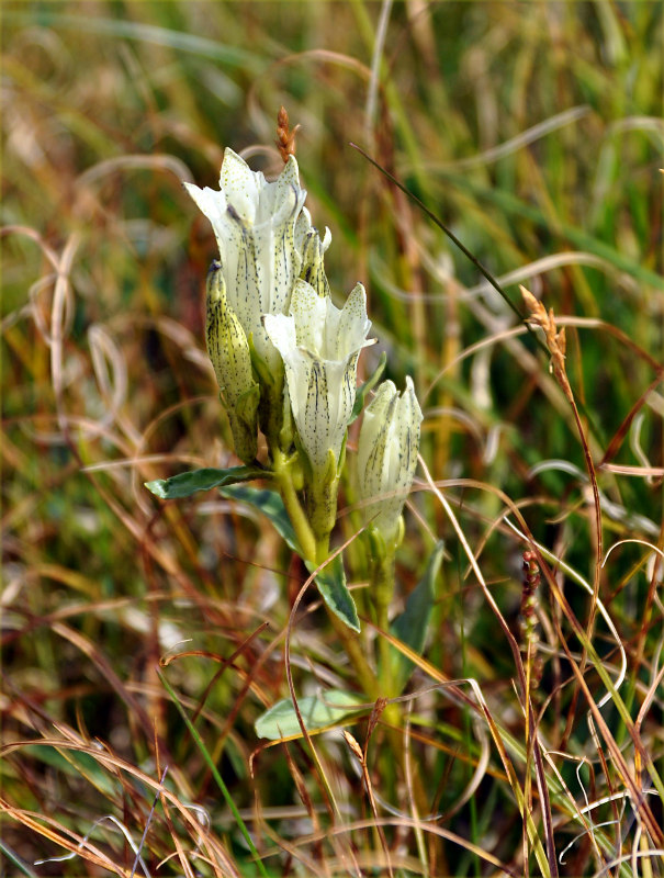 Изображение особи Gentiana algida.