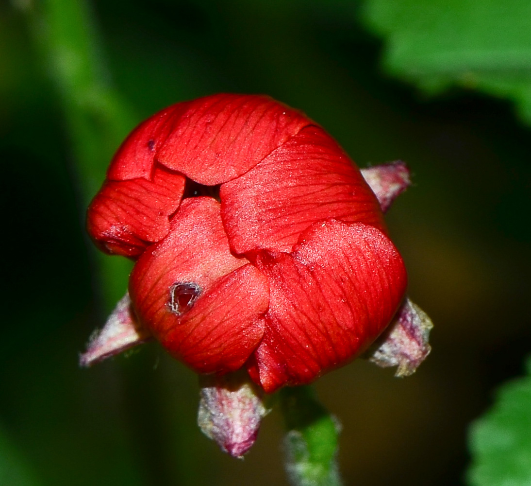 Image of Ranunculus asiaticus specimen.