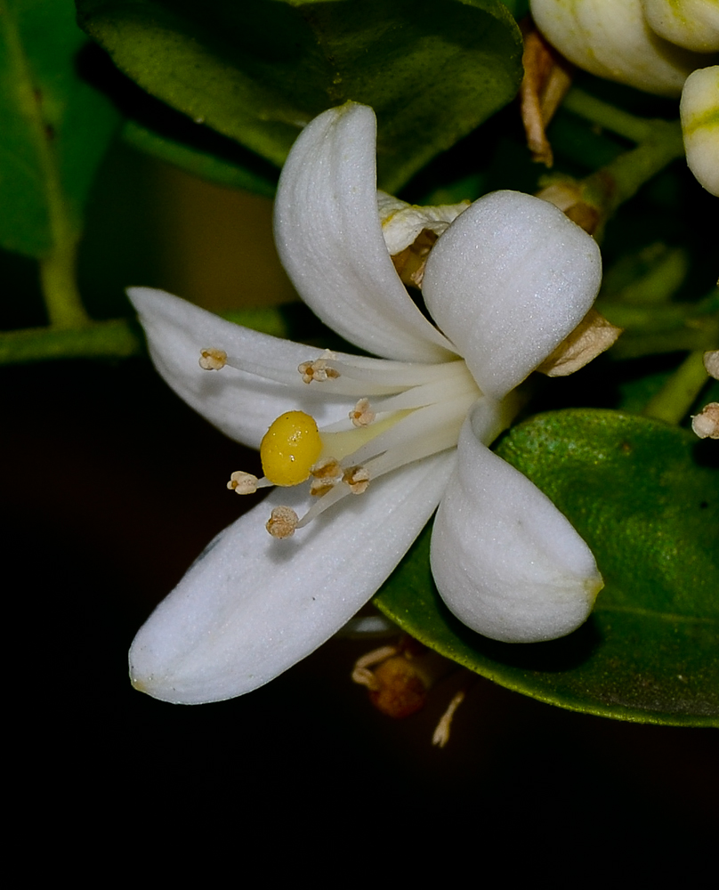 Изображение особи Murraya paniculata.