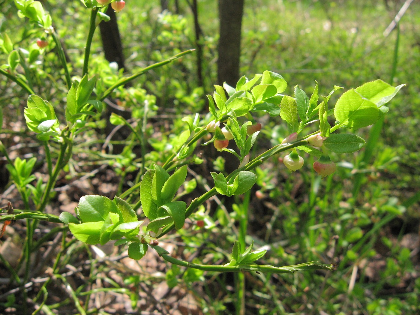 Image of Vaccinium myrtillus specimen.