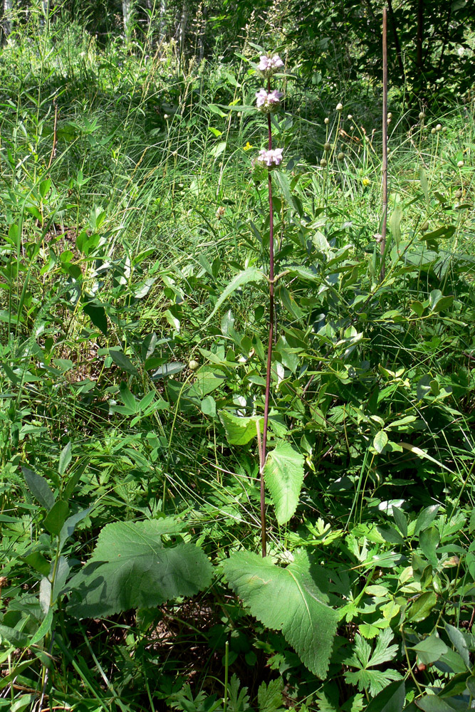 Изображение особи Phlomoides tuberosa.