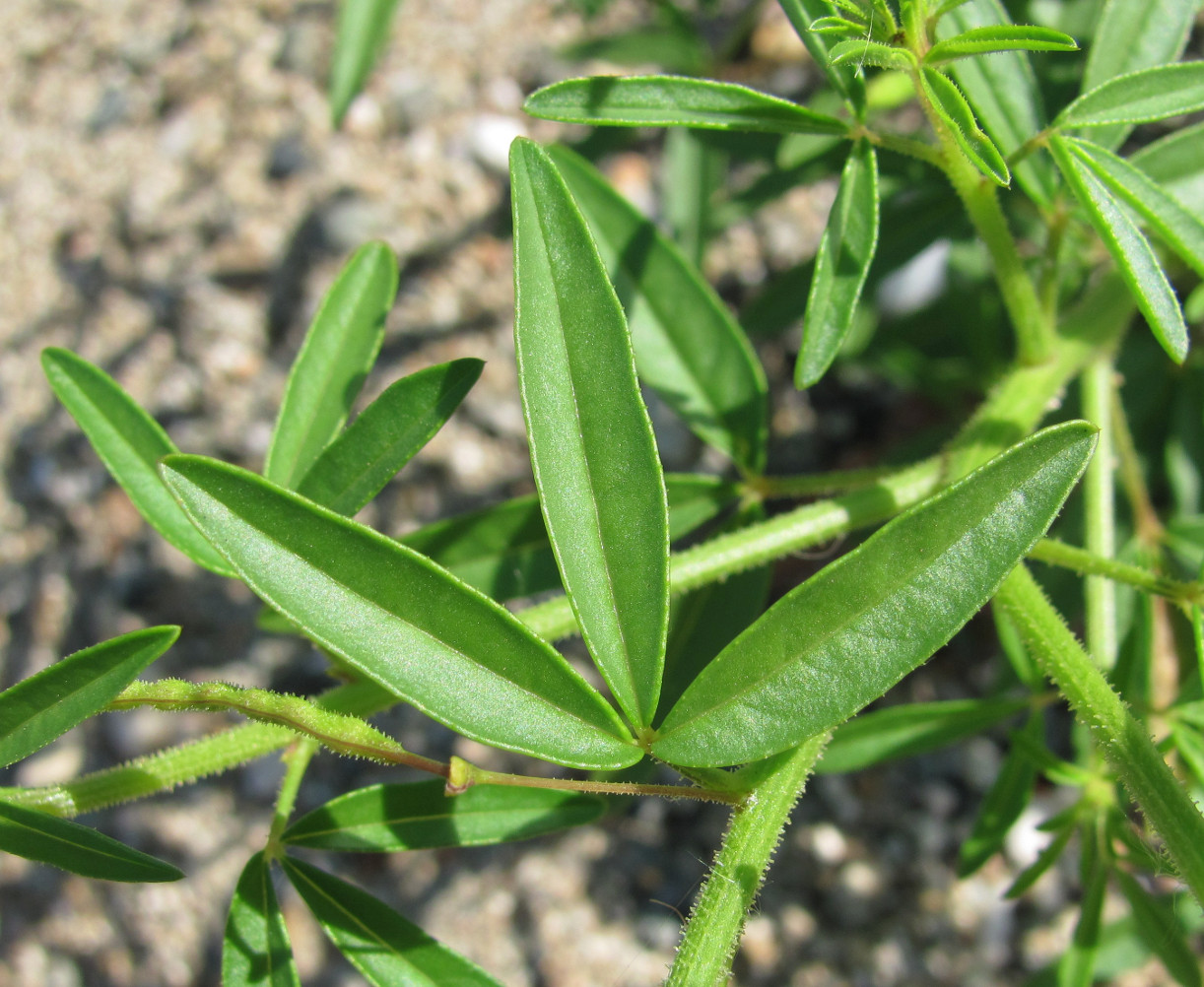 Image of Cleome iberica specimen.