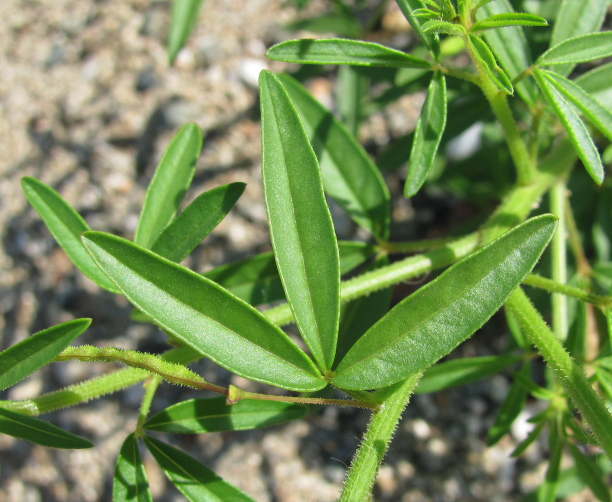 Изображение особи Cleome iberica.