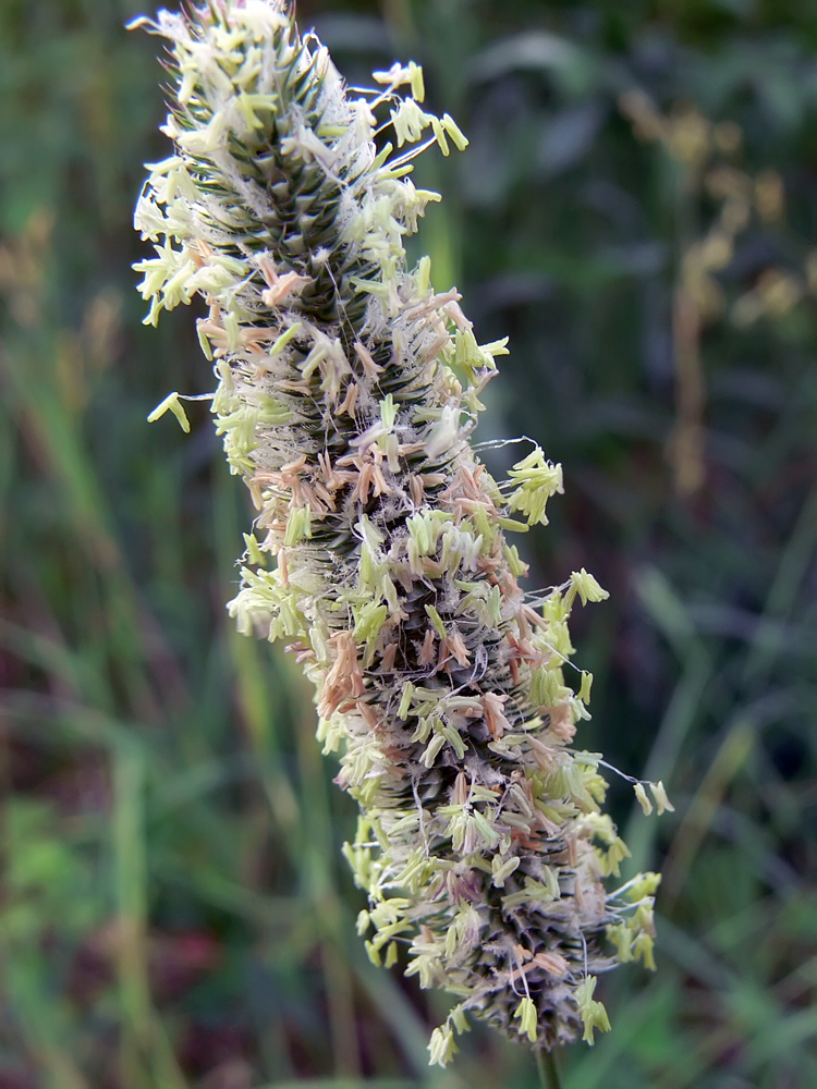 Изображение особи Phleum pratense.