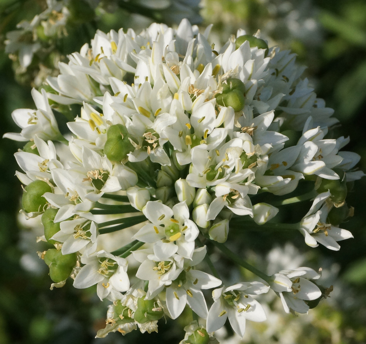 Image of Allium ramosum specimen.