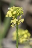 Rapistrum rugosum