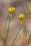 Chondrilla lejosperma