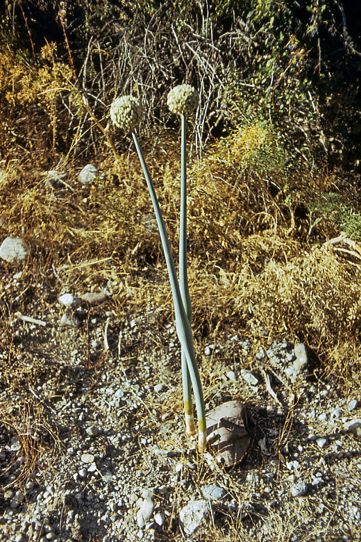 Image of Allium pskemense specimen.